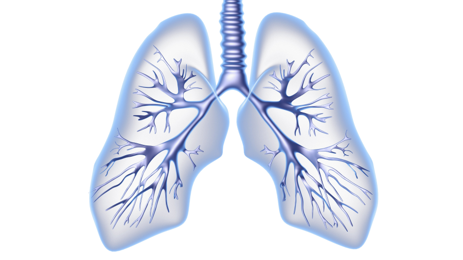 Digitally rendered image of a pair of lungs